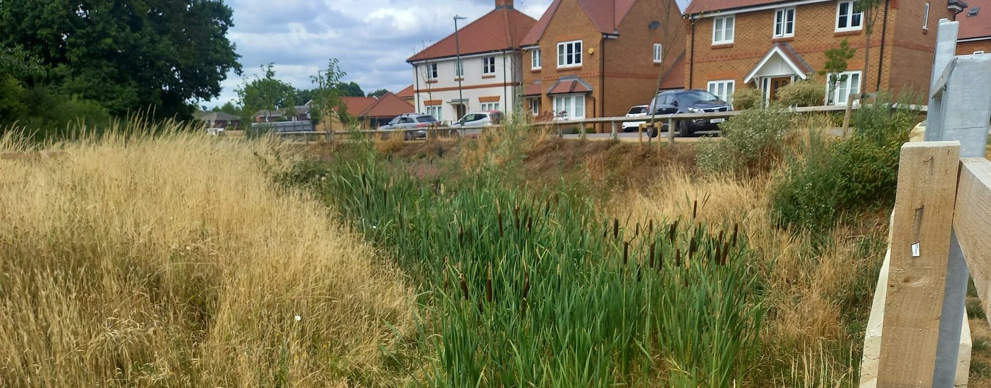 a tall grass and reeds sustainable drainage system in a residential area