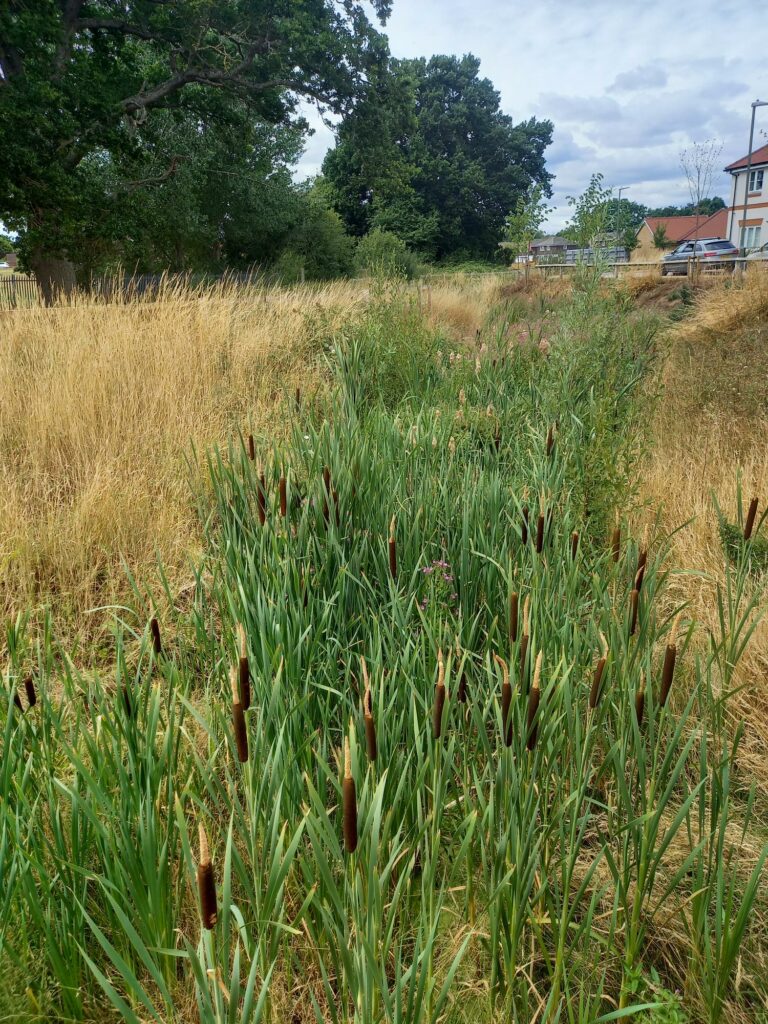 reeds and grasses in residential area